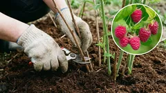 Maliny a rybíz v dubnu: tři kroky, které zdvojnásobí úrodu. Získané zkušenosti