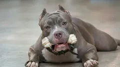 Na pohled impozantní, ale uvnitř milí: 6 plemen psů, která překvapí svou povahou