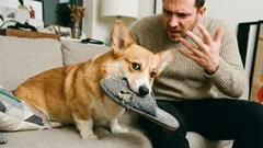 Jak poznat, že vás pes nerespektuje: 7 varovných signálů