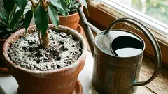 Objevil se na květináčích opět bílý povlak? Odkud se bere a co s ním dělat?