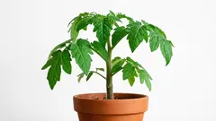 Rajčatový keř doma: jaké triky při pěstování sazenic rajčat vám pomohou