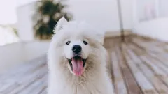 10 drobností, které udělají vašeho psa šťastným