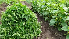 Kopřiva není plevel, ale skvělé hnojivo. Kopřivová přikrývka pro okurky – to je moje tajná ingredience