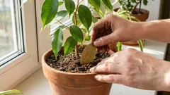 Proč zkušené hospodyňky zakopávají bobkový list do květináčů