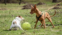 Proč můj pes štěká a tahá za vodítko, když vidí jiné psy, a jak tuto agresivitu zmírnit?